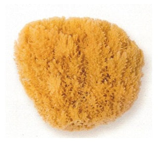 Natursvamp Medium (12-14cm)
