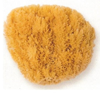 Natursvamp Stor (16-18cm)